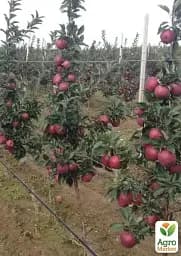 Саджанець Agro-Market Яблуня червоном'яса Ред Мун (Red Moon) (літній сорт, середній термін дозрівання) 1 шт. в упаковці (182867) - мініатюра 3