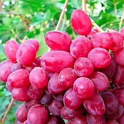 Саджанець Agro-Market Виноград Дунав 1 шт. в пакуванні (43890)