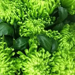 Хризантема "Anastasia Dark Green" (низкорослая крупноцветная) (185956) 1 саженец