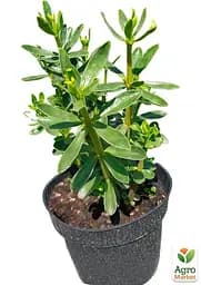 Саджанець Agro-Market Кориця Колумбійська 1 шт. в упаковці (182174) - мініатюра 4