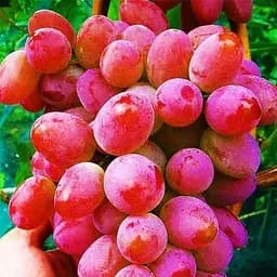 Саджанець Agro-Market Виноград Арочний (ранній термін дозрівання, відмінна стійкість до захворювань) 1 шт. в пакуванні (36268)