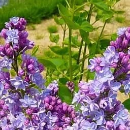 Саджанець Agro-Market Бузок темно-ліловий Maurice de Vilmorin (181518)