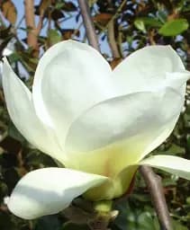 Магнолія Agro-Market Jade Lamp 4-річна висота 80-100 см Нідерланди 1 саджанець в упаковці (185268)