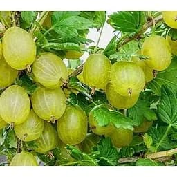 Саджанець Agro-Market Аґрус Хіннонмакі Еллоу 2-річний укорінений у контейнері 1 саджанець (180976)