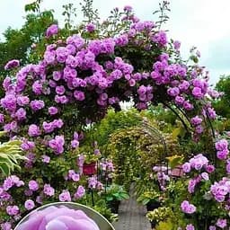 Роза плетистая Agro-Market пурпурно-розовая Ван Лав One Love саженец класса АА+ премиальный ароматный сорт 1 шт. в упаковке (48115)