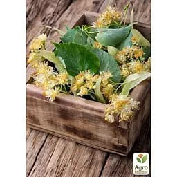 Саджанець Agro-Market Липа світло-зелена Королівська (дуже ароматний сорт) (23893) - мініатюра 4