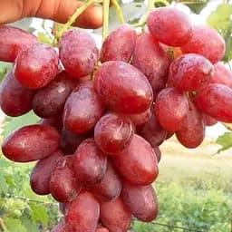 Саджанець Agro-Market Виноград Вогненний (надранній, суперурожайний) 1 шт. в пакуванні (153870)