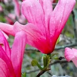 Магнолия 4-летняя гибридная "Galaxy" С3 (высота 90-120см) (187610) 1 саженец