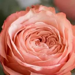 Троянда кущова Agro-Market Кахала саджанець класу АА+ вищий сорт 1 шт. в упаковці (181491)