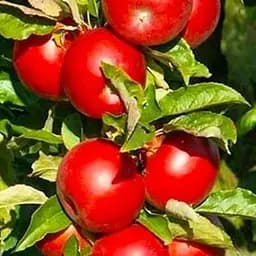 Саджанець Agro-Market Яблуня Айдаред (зимовий сорт, пізній термін дозрівання) (20892) 1 шт. в упаковці