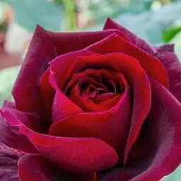 Роза плетистая Agro-Market Guini 1 шт. в упаковке (17458)