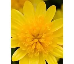 Саженец Agro-Market Остеоспермум махровый Gold Star (контейнер №10 высота 10-20 см) (47983) 1 шт. в упаковке