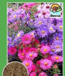 Семена Весна Астра Многолетняя 0.2 г (18745)