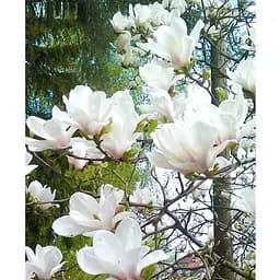 Магнолія 3-річна суланжа "Alba Superba" (висота 60-80см) (166999) 1 саженец