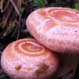 Сухий зерновий міцелій "Волнушка рожева" 100г (45561)