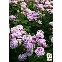 Троянда флорибунда Agro-Market Novalis саджанець класу АА+ 1 шт. в контейнері (180854) - мініатюра 2