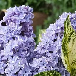 Саженец Agro-Market Сирень инвитро Аукубофолия вазон С1,5 (159184)