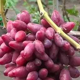 Саджанець Agro-Market Виноград Талдун (дуже ранній, урожайний, солодкий) 1 шт. в пакуванні (61669)