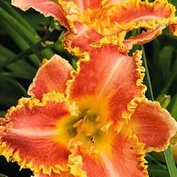 Лілійник "Feeling Thorny" (сортовий вкорінений в контейнері С1,2) (186014) 1 саженец