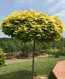 Саджанець Agro-Market Клен штамбовий гостролистий Princeton Gold С5 висота 160-180 см 1 шт. в упаковці (180093)