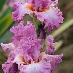 Ірис бородатий крупноквітковий "Performing Arts" (61810) 1 шт