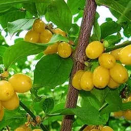 Саджанець Agro-Market Кизил жовтий Буковинський 1 шт. в пакуванні (35876)