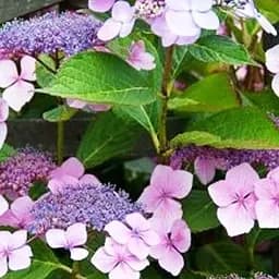 Саженец Agro-Market Гортензия шероховатая Hot Chocolate (Hydrangea aspera Hot Chocolate) (61870)