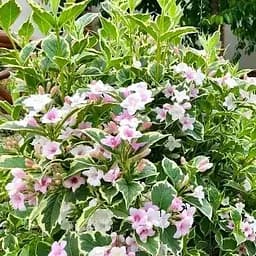 Вейгела 3-х річна "Splendid" С3 висота 80-100см (182503) 1 саженец