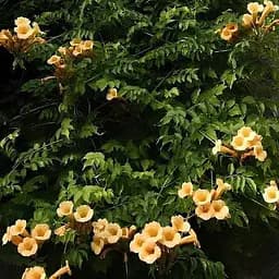 Кампсис ползучий Agro-Market 3-х летний Flava С3 высота 30-50 см 187475 1 саженец в упаковке