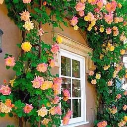 Троянда плетиста Agro-Market Alchymist саджанець класу АА+ вищий сорт 1 шт. в упаковці (37203)