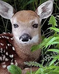 Набір для творчості алмазна картина Дитинча косулі Strateg HEG86027, 30x40 см