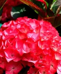 Гортензія Agro-Market Red Angel крупнолиста 1 саджанець в упаковці (45338) - мініатюра 3