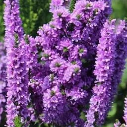 Вероніка Колосиста "Purple Explosion" (189452) 1 саженец