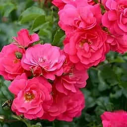 Роза почвопокровная Agro-Market Heidetraum саженец класса АА+ в контейнере (152614)