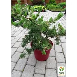 Саджанець Agro-Market Сосна Банкса Kimmerholz С1,5 (бонсай від природи) висота 50-70см (182151) - мініатюра 4