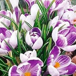 Крокус крупноцветковый "King of the Striped" 5 шт (17233)