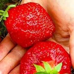 Саджанець Agro-Market Полуниця Гігант джорнея (середньо-ранній термін дозрівання, високоврожайний сорт) 5 шт. в пакуванні (37309)