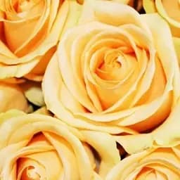 Троянда чайно-гібридна Agro-Market Піч Аваланж ароматна саджанець класу АА+ вищий сорт 1 шт. в упаковці (37047)