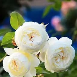 Троянда англійська Agro-Market Біла сенсація саджанець класу АА+ вищий сорт 1 шт. в упаковці (15987)