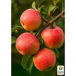 Саджанець Agro-Market Яблуня Граф Еззо (пізній термін дозрівання) 1 шт. в упаковці (39830)