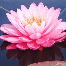 Нимфея Perry`s Fire Opal Корневище 1 саженец (40259)