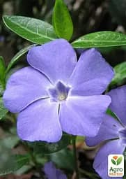 Саджанець Agro-Market Барвінок малий Vinca minor вазон С2, 1 шт. в упаковці (115625) - мініатюра 2