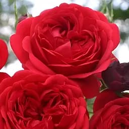 Роза флорибунда Agro-Market Rotkappchen саженец класса АА+ в контейнере (152661)