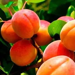 Саджанець Agro-Market Абрикос Харкот (літній сорт, пізній термін дозрівання) (46222) 1 шт. в упаковці