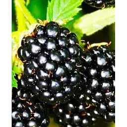 Саженец Agro-Market Ежевика позднеспелая Апаче (Apache) 1 саженец (46040)