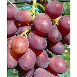 Саджанець Agro-Market Виноград десертний Афанасій (солодкий гармонійний) (183953) 1 шт.