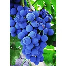Саджанець Agro-Market Виноград Рубін Голодригі (винний сорт, середньопізній термін дозрівання) 1 шт. в упаковці (38132)
