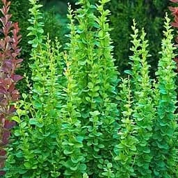 Саджанець Agro-Market Барбарис Тунберга Erecta (контейнер P9) (154001)