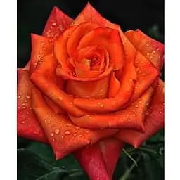 Саженец Agro-Market Роза чайно-гибридная Анжелика (класс АА+) высший сорт (44172) 1 шт.