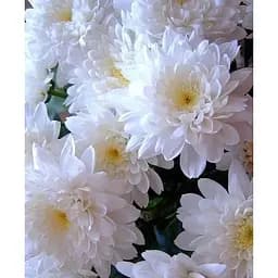 Хризантема Садова "Domino White" (висота 30-50см) (101668) 1 саженец